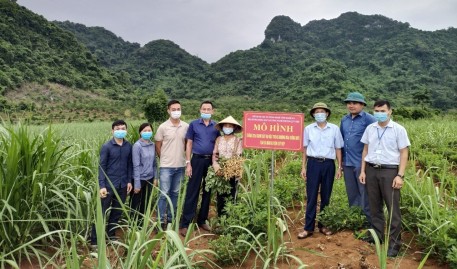 Nghệ An: Mô hình xen canh lạc với mía tăng cho hiệu quả kép