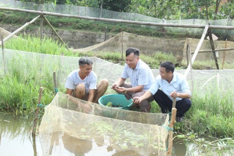 Nuôi ốc nhồi “làm chơi ăn thật”