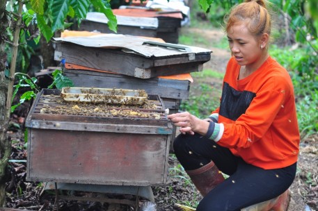 Lâm Đồng: Nuôi ong mật theo hướng an toàn sinh học trong vùng đồng bào dân tộc