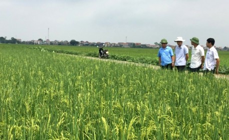 Bắc Ninh: Hiệu quả mô hình sản xuất lúa ST24 theo hướng hữu cơ