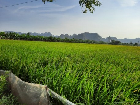 Đưa việc xây dựng nông thôn mới đi vào chiều sâu