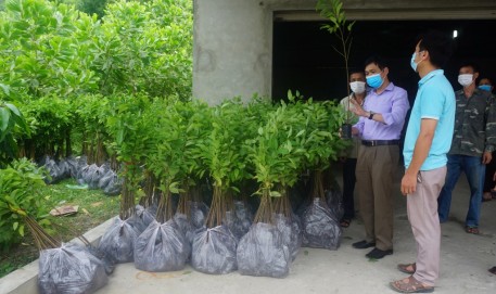 Thái Nguyên: Triển khai mô hình trồng na theo tiêu chuẩn hữu cơ