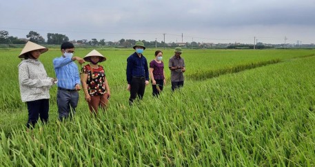 Hà Nội: Khảo nghiệm hai giống lúa vụ xuân 2021 tại huyện Ba Vì