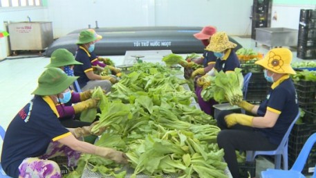 Tiền Giang: 5 năm xây dựng Hợp tác xã nông nghiệp kiểu mới