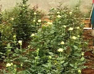 Hoa hồng Đà Lạt trên đất Đắk Nông