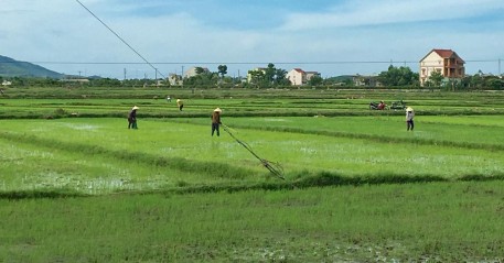 Bà con nông dân tập trung chăm bón lúa vụ Hè Thu