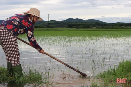 Nông dân xứ Cẩm hối hả tỉa dặm, chăm sóc lúa hè thu