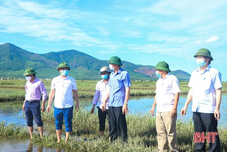 Huyện Kỳ Anh cần chuẩn bị sẵn sàng các loại giống ngắn ngày, gieo cấy lại diện tích lúa bị hư hỏng
