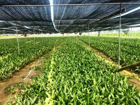 Rau mùi tàu trong nhà lưới giữ vững chất lượng sản phẩm OCOP 3 sao
