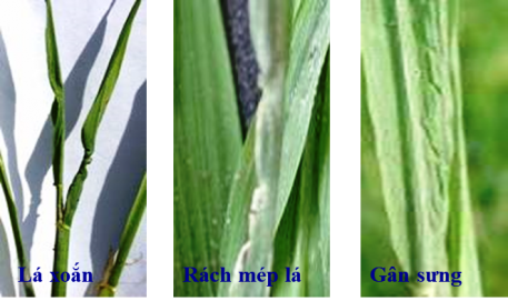 Phòng trừ bệnh lùn sọc đen hại lúa vụ Hè Thu, vụ Mùa