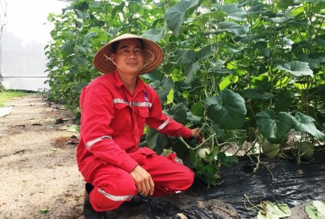 Nghỉ làm dầu khí đi trồng dưa lưới