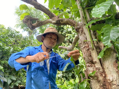 "Trẻ hóa" vườn cà phê bằng phương pháp ghép chồi