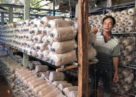 Gia Lai: Hiệu quả các mô hình trồng nấm tại huyện Chư Sê