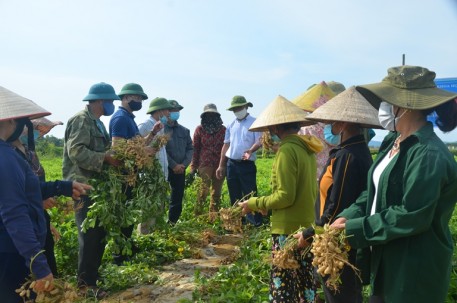 Hà Tĩnh: Giống lạc mới cho hiệu quả kinh tế cao trên đất bãi bồi ven sông