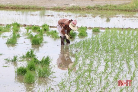 Gieo cấy lúa hè thu càng nhanh càng tốt