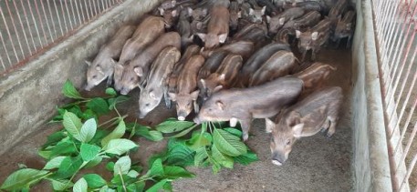 Bí thư chi bộ đi đầu trong phát triển mô hình kinh tế