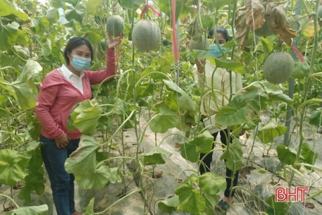 Mở lối tiêu thụ nông sản ở vùng cách ly tập trung TP Hà Tĩnh