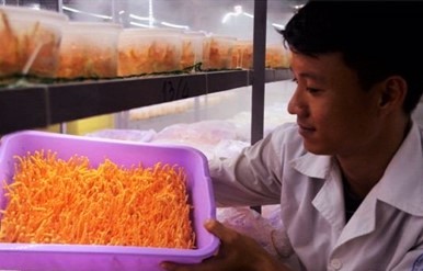 Khởi nghiệp từ nuôi đông trùng hạ thảo
