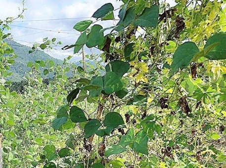 Lâm Đồng: 48.130 triệu đồng hỗ trợ phát triển sản xuất cho các hộ nghèo tại huyện Đam Rông