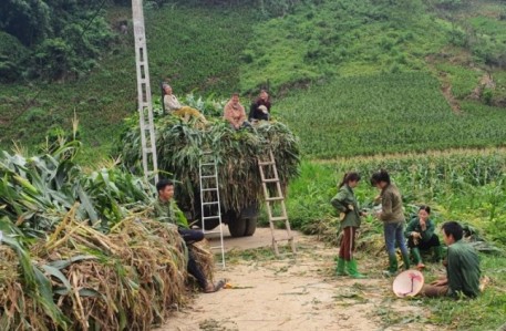 Tuyên Quang: Hiệu quả mô hình liên kết trồng ngô sinh khối