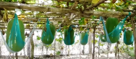 Bình Định: Bí đao khổng lồ được mùa được giá
