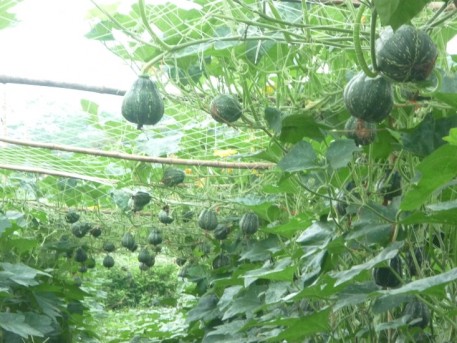 Yên Bái: Trồng bí lấy hạt - Mô hình liên kết giữa nông dân và doanh nghiệp