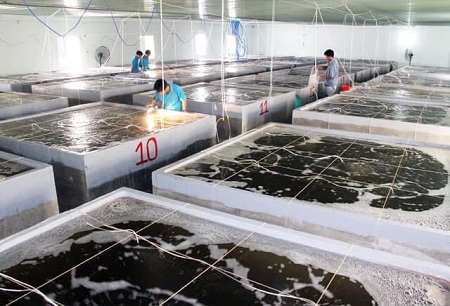 Thực trạng sản xuất  giống thủy sản trên địa bàn tỉnh Hà Tĩnh và giải pháp phát triển trong thời gian tới