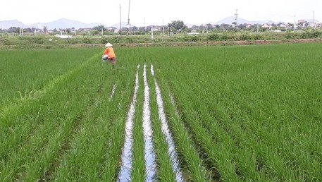Thanh Hóa: Triển khai mô hình “Ứng dụng đồng bộ tiến bộ kỹ thuật trong thâm canh lúa thích ứng với biến đối khí hậu gắn với tiêu thụ sản phẩm”