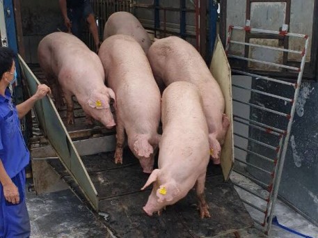 Hải Dương: Xây dựng mô hình chăn nuôi lợn sinh sản tăng cường các biện pháp an toàn sinh học