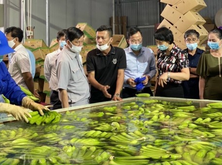Lâm Đồng: “Chuối tiến vua” của huyện nghèo 30a xuất khẩu sang Mỹ