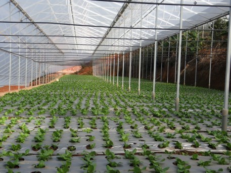 Lâm Đồng: Đổi mới phương thức kinh doanh, tiêu thụ nông sản giai đoạn 2021 - 2025