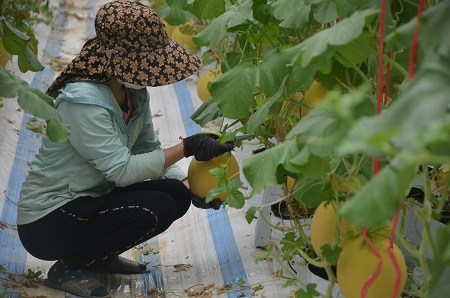 Làm nông nghiệp công nghệ cao trên vùng đất khó
