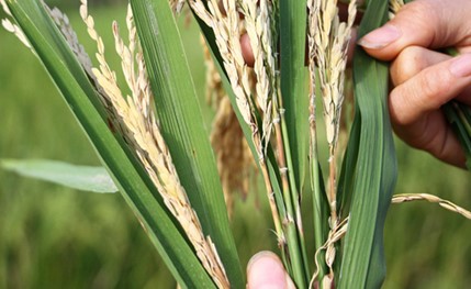 Lào Cai: Phòng, trừ bệnh đạo ôn cổ bông hại lúa Mùa vùng cao