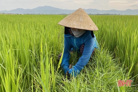 “Mách nước” phòng trừ dịch hại trên lúa hè thu ở Hà Tĩnh