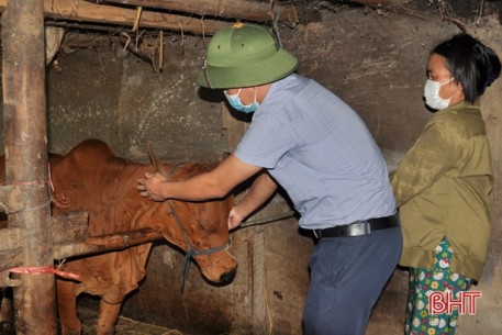 Hà Tĩnh đẩy nhanh tiêm phòng gia súc, gia cầm trên diện rộng