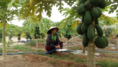 Mô hình trồng đu đủ lùn trên đất lúa kém hiệu quả