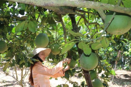 Quảng Ngãi: Nông dân Nghĩa Hành vui mừng vì bưởi da xanh được mùa