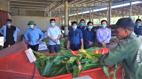 Tập huấn kỹ thuật ủ lên men thức ăn thô xanh phục vụ chăn nuôi gia súc.