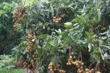 Bắc Giang: Nâng tầm thương hiệu nhãn VietGAP Lục Sơn