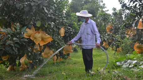 Chăm sóc bưởi Phúc Trạch giai đoạn trước khi thu hoạch quả