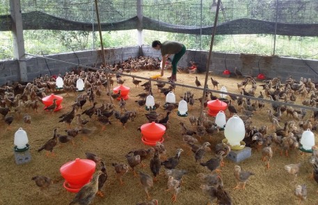 Yên Bái: Kết quả bước đầu mô hình chăn nuôi gà thịt thương phẩm chất lượng cao