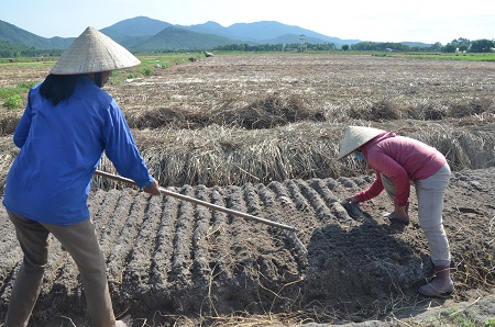 Hành tăm Can Lộc vào vụ mới
