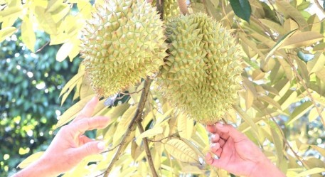 Đắk Lắk xây dựng hai phương án tiêu thụ sầu riêng trong điều kiện dịch bệnh Covid-19
