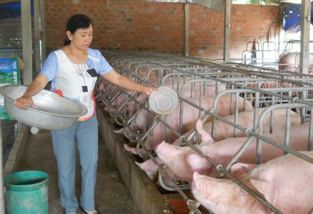 Phụ nữ Phù Cát thi đua phát triển kinh tế xây dựng nông thôn mới