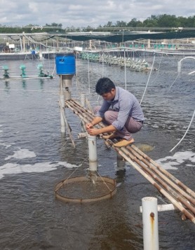Trà Vinh: Một số lưu ý khi nuôi tôm thẻ chân trắng thâm canh 2 giai đoạn ứng dụng công nghệ 4.0 kết hợp hầm biogas xử lý môi trường