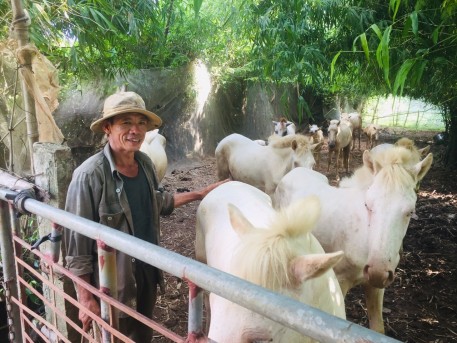 Thành công từ mô hình nuôi ngựa bạch