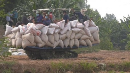 Nông dân Tam Nông thu hoạch hơn 90% diện tích lúa hè thu năm 2021