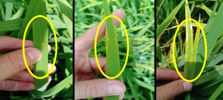 Phòng trừ bệnh đạo ôn hại lúa