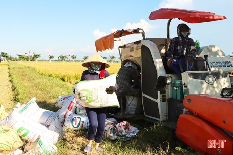 Nông dân vựa lúa lớn nhất Hà Tĩnh nhanh tay thu hoạch vụ hè thu
