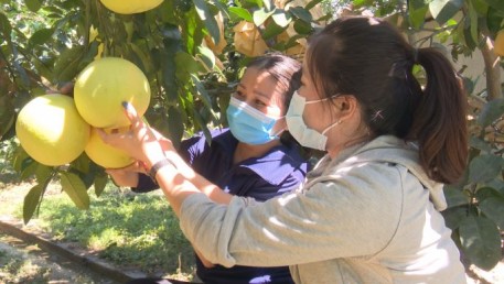 Bưởi Phúc Trạch vào vụ thu hoạch